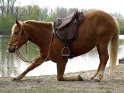 image_CH-DT_398